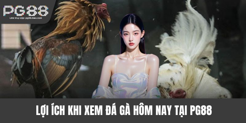 Lợi ích khi xem đá gà hôm nay tại PG88